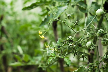 A branch of small green cherry tomatoes in a greenhouse. Agricultural concept, cultivated plants.