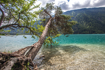 tree on weißensee in Kärnten Österreich 