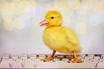 A small yellow duck on the computer keyboard. Work in the office at the computer_ © Volodymyr