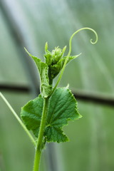 The cucumber bush weaves along the rope in the greenhouse. Agricultural concept, cultivated plants.