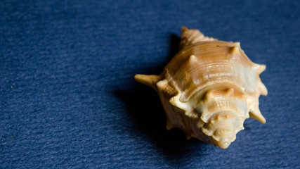 conch shell of ritual