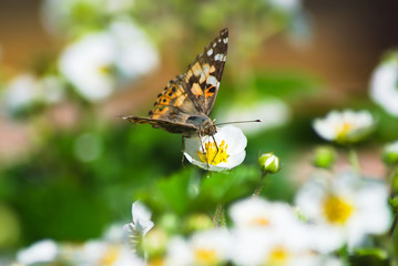 A brown butterfly sits on a white strawberry flower. Wild life of summer insects