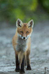 Naklejka na ściany i meble Young Red fox (Vulpes vulpes)