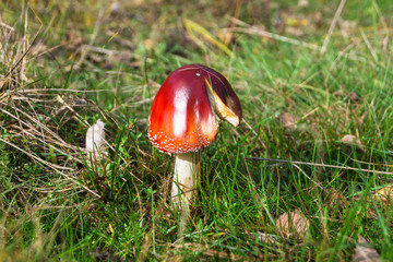 poisonous mushroom red fly agaric on the edge of the autumn forest