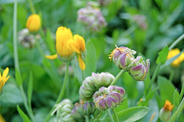 Blooming calendula in the garden. Medicinal plant