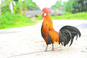 Beautiful bantam