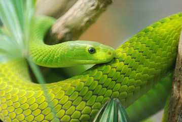Snake
