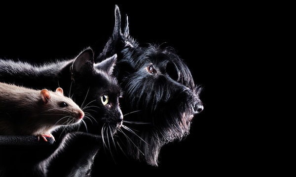 Wide picture with a rat, cat and a dog heads against black background