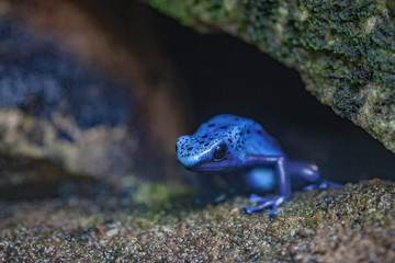 blue frog