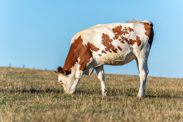 Vache montbéliarde dans un pâturage