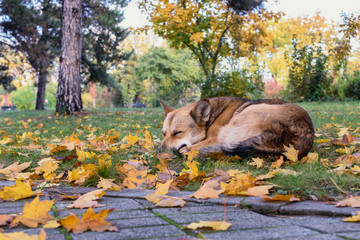 Orange colored dog sleeps soundly among the fallen orange colored autumn leaves, lower angle	