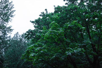 Contrast In The Leaves 