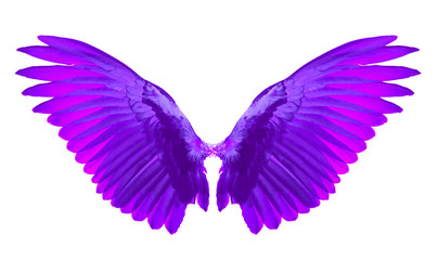 purple pink wings on white background