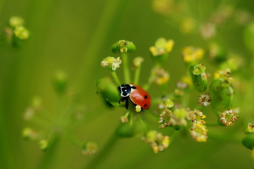 Coccinelle sur une fleur de panais