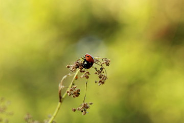 Coccinelle sur une fleur sèche