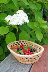 Berries. The gifts of summer in one basket