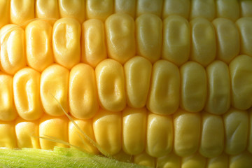 yellow sweet corn with coarse sea salt .Sweet corn background. Soft selective focus