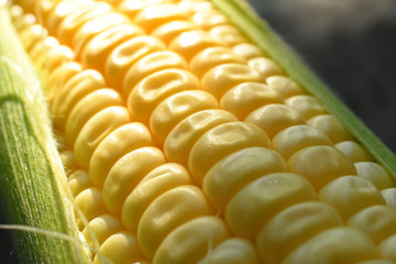 Sweet corn background. Soft selective focus