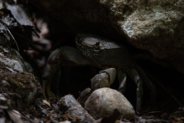 Crab