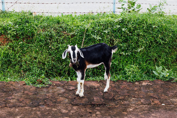 Pet goat with black and white fur standing on dirt with green bushes in background at Bodh Gaya, Bihar, India