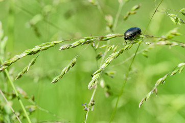 Beetle crawling on the stem.