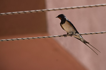 Swallow