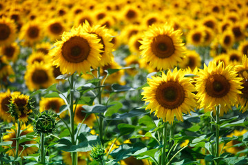 Infinite field with bright yellow blooming sunflowers, soft focus
