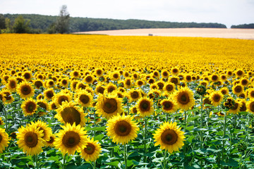 A field with bright yellow blooming sunflowers and hills with fields of wheat against a blue sky