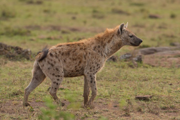 Hyena wandering the plains of Kenya