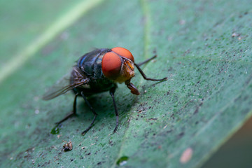 close up fly on dirty leaf