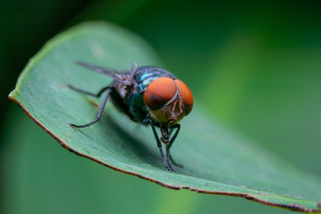 close up fly on dirty leaf