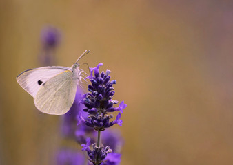 Cabbage White Butterfly Pieris rapae