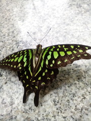 butterfly on leaf