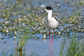 rufender Stelzenläufer (Himantopus himantopus) - Black-winged stilt