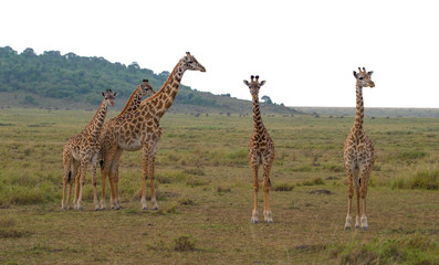 Giraffe among savanna in Africa