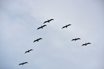 Fototapeta premium Pelicans Flying in Formation