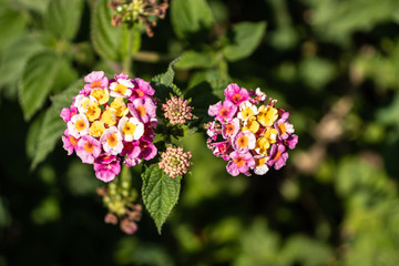 Forest flower in close up with details