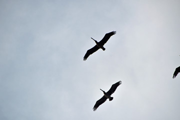 Flying Pelicans