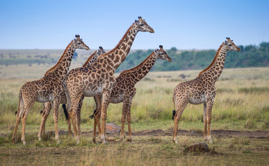 Obraz premium Giraffe among savanna in Africa