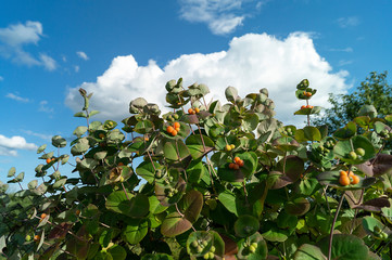 Berries to honeysuckle on branch with green sheet