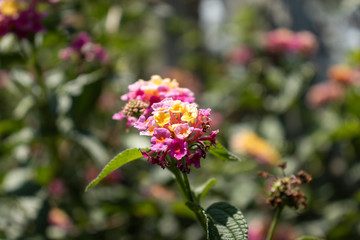 Forest flower in close up with details