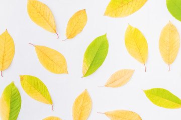 Fototapeta premium Flat lay pattern with colorful autumn leaves on a white background
