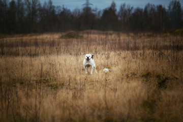 Obraz premium Portrait of american bulldog walking on autumn field