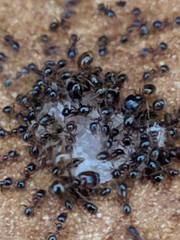 ants in anthill