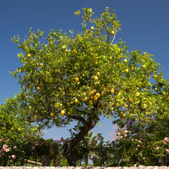 Fototapeta na wymiar Zitronenbaum Mallorca