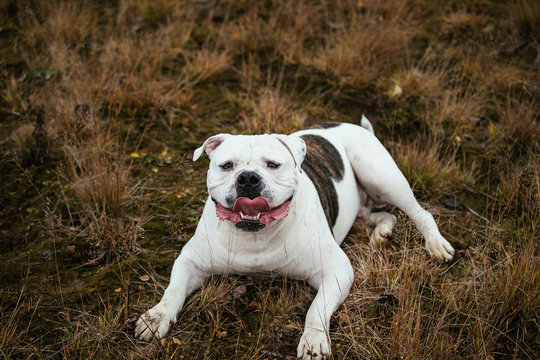 View at american bulldog lies on autumn field