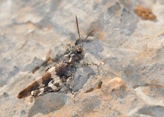 The Cretan Band-winged Grasshopper (Oedipoda venusta) is only known from Crete