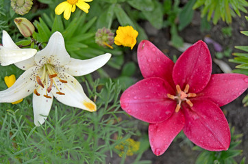 Naklejka na ściany i meble Garden flowers. Lily in bloom