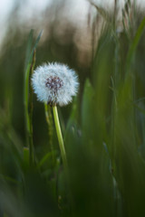 Small dandelion blowball hidden in the grass