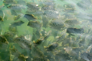 black striped fishes seawater fishes swimming in the green waters of dwarka gujarat india